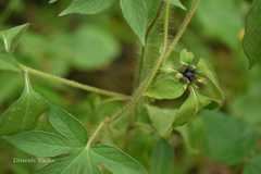 Sclerocarpus africanus
